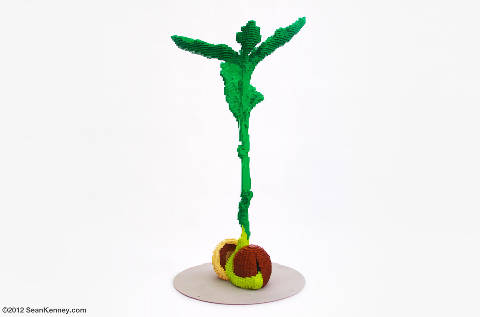 Photo of Germinating acorn