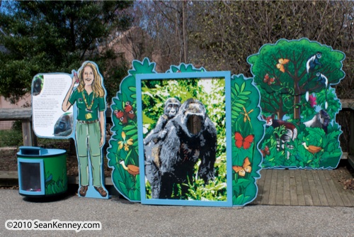 LEGO sculpture Sean Kenney western lowland gorilla mosaic mural face cutout philadephila philly zoo creatures of habitat