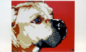 Magoo the dog