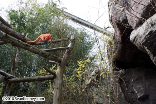 LEGO sculpture Sean Kenney golden lion tamarins monkey monkeys philadephila philly zoo creatures of habitat