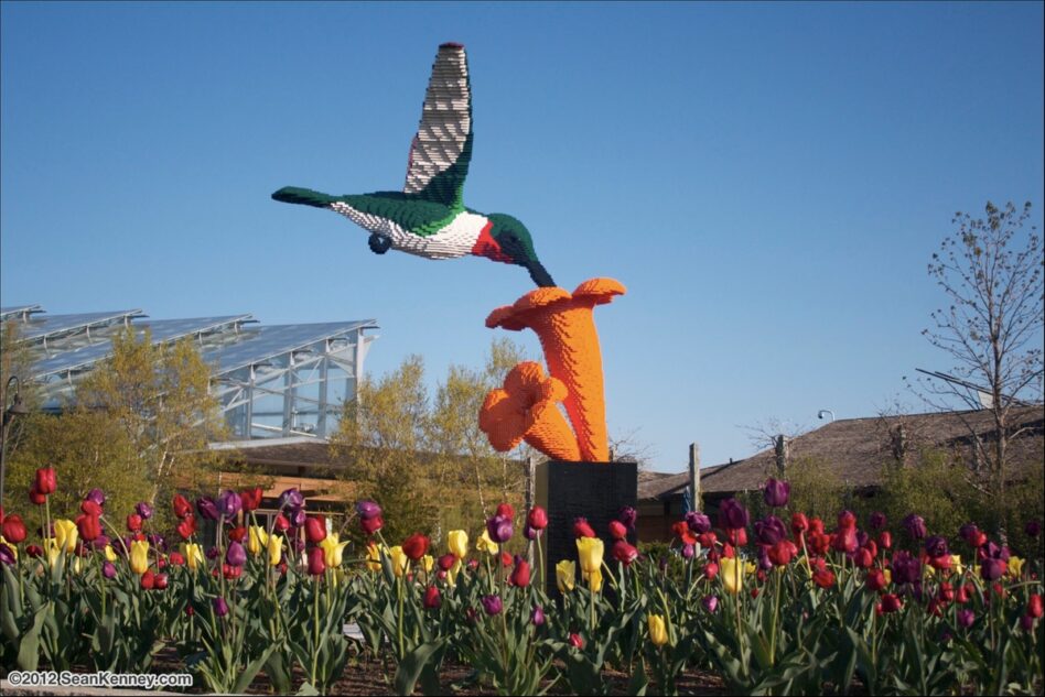 Hummingbird feeding from a trumpet flower